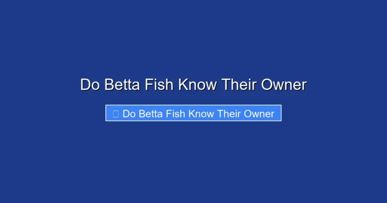 Do Betta Fish Know Their Owner