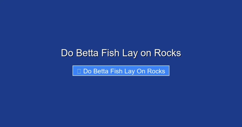 Do Betta Fish Lay on Rocks