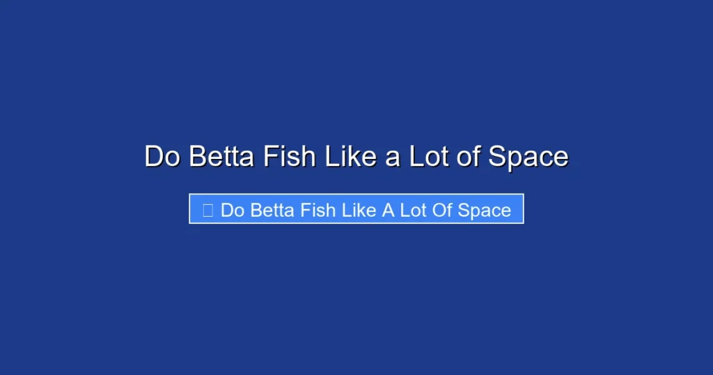 Do Betta Fish Like a Lot of Space