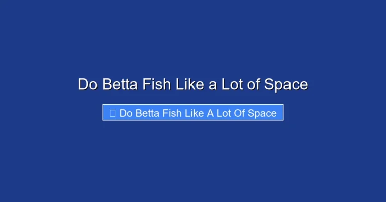 Do Betta Fish Like a Lot of Space