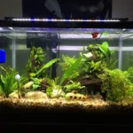 How Many Betta Fish in 20 Gallon Tank