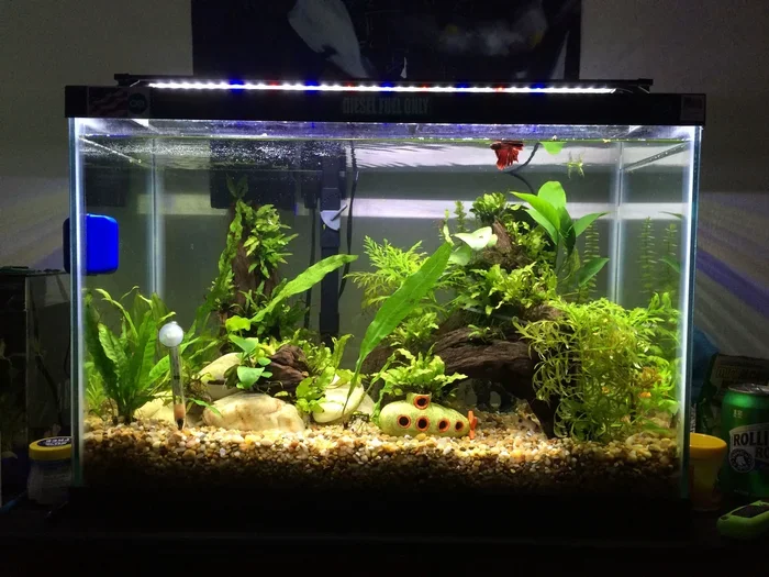How Many Betta Fish in 20 Gallon Tank