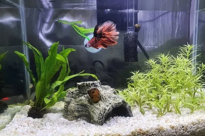 How Many Fish per 5 Gallon Tank Betta Snail