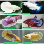 How Long Until Female Betta Fish Reach Adulthood