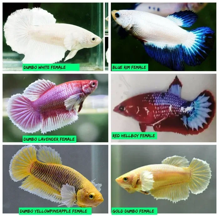 How Long Until Female Betta Fish Reach Adulthood