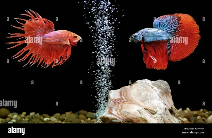 How to Train a Betta Fish to Kill