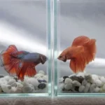 Is My Betta Too Aggressive for Other Fish