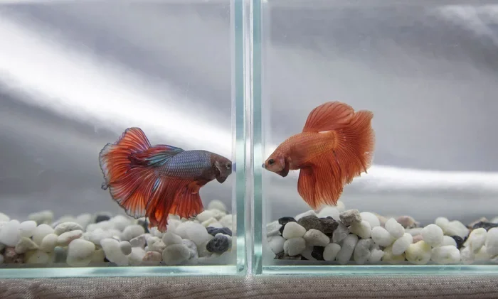 Is My Betta Too Aggressive for Other Fish