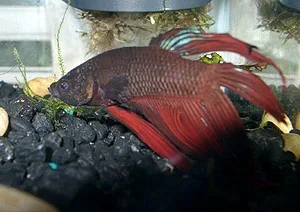 How to Tell the Age of Your Betta Fish