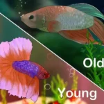 Is My Betta Fish Dying of Old Age