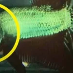 How to Tell How Old Is My Betta Fish