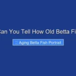 How Can You Tell How Old Betta Fish Are