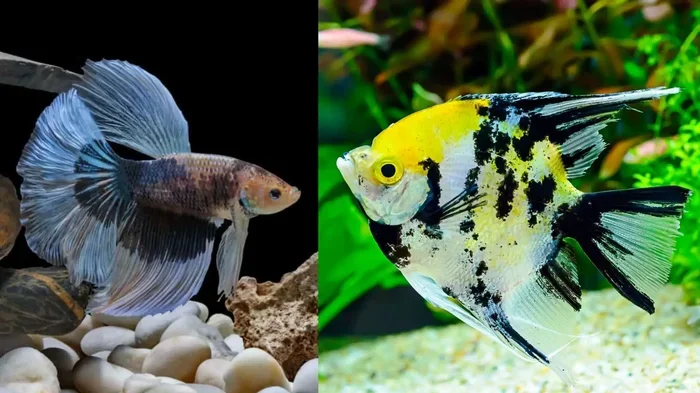Do Angelfish and Betta Fish Get Along in Your Aquarium