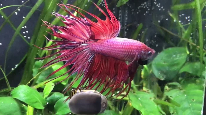 How Do You Know When a Betta Fish Is Mad