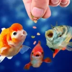 Is It Better to Overfeed and Underfeed Fish