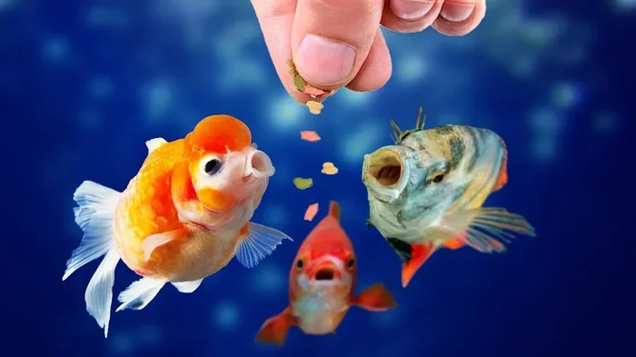 Is It Better to Overfeed and Underfeed Fish