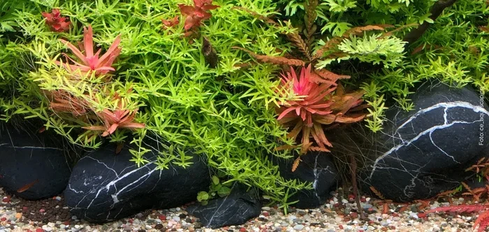 Is Substrate Under Gravel Better for Plants and Fish