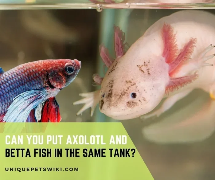 Can an Axolotl Live with a Betta Fish
