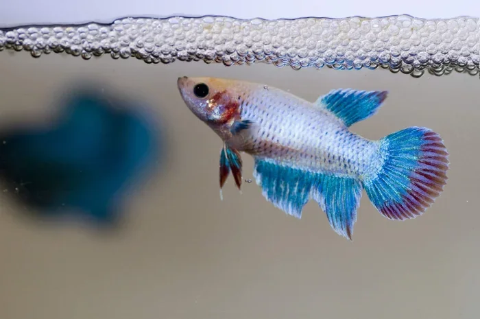 How to Care for a Baby Betta Fish
