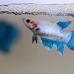Should I Get a Baby Betta Fish