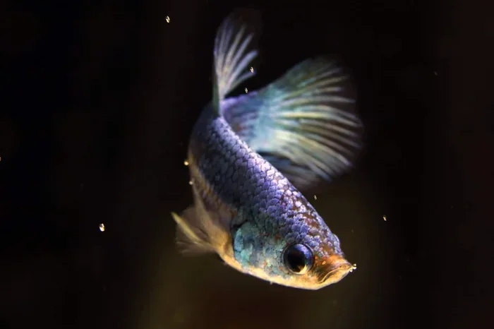 How to Sex Baby Betta Fish