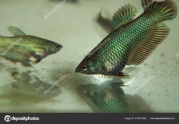 How to Tell the Gender of a Baby Betta Fish