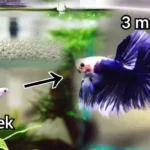 Should You Fast Baby Betta Fish