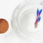 How Many Times Should I Feed My Baby Betta Fish