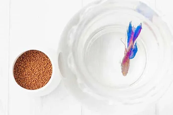 How Many Times Should I Feed My Baby Betta Fish