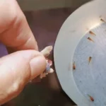 How Many Times Do You Feed a Baby Betta Fish