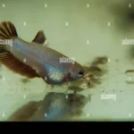 How Often to Feed Baby Betta Fish