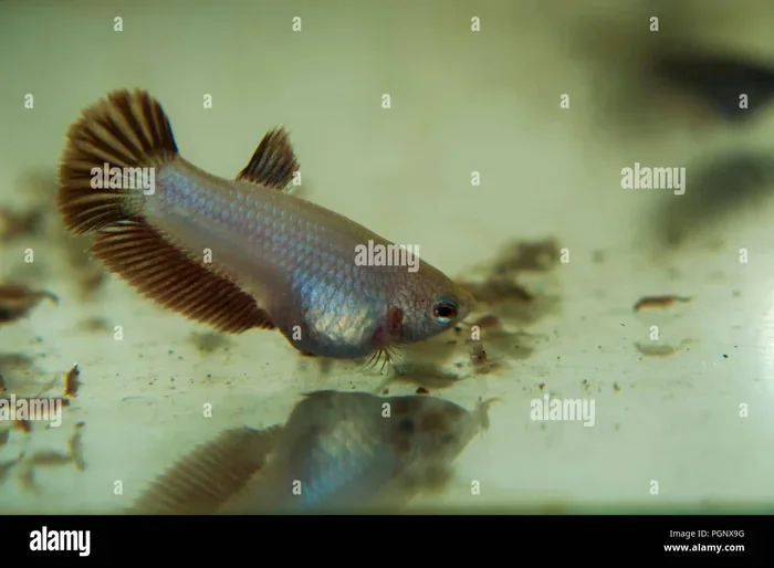 How Often to Feed Baby Betta Fish