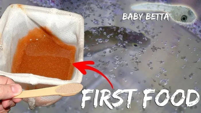How Much Do You Feed a Baby Betta Fish