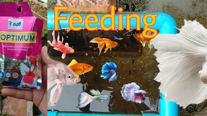 How Many Pellets to Geed a Baby Betta Fish