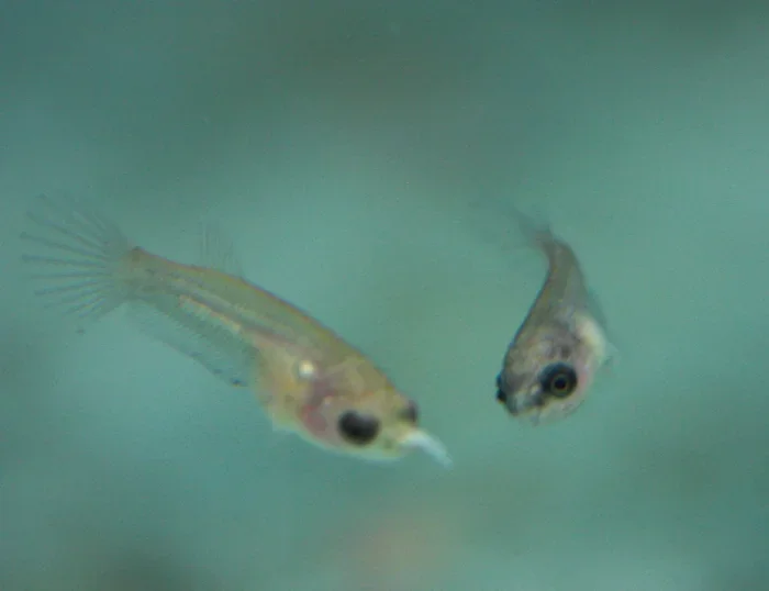 How Big Is a Newborn Betta Fish