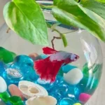 How to Sell Baby Betta Fish