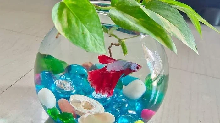 How to Sell Baby Betta Fish