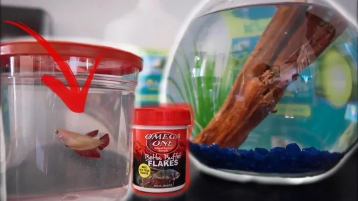 How to Raise a Baby Betta Fish