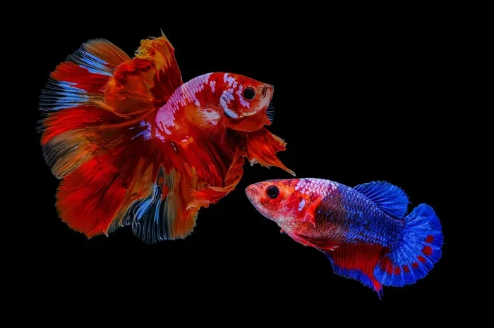 How to Sex a Baby Betta Fish