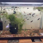 How to Take Care of Baby Betta Fish