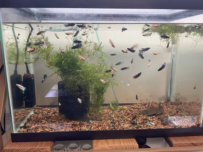 How to Care for a Baby Betta Fish from Petco