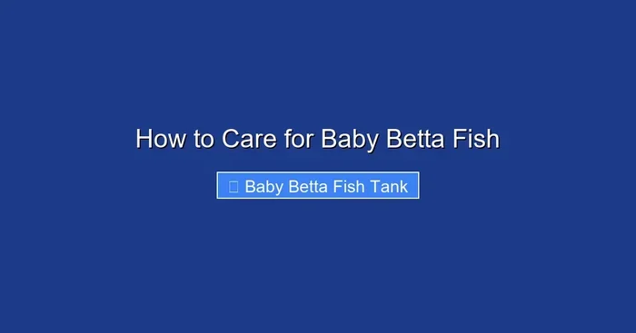 How to Care for Baby Betta Fish