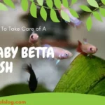 How to Take Care Baby Betta Fish