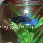 How to Take Care Betta Fish Baby