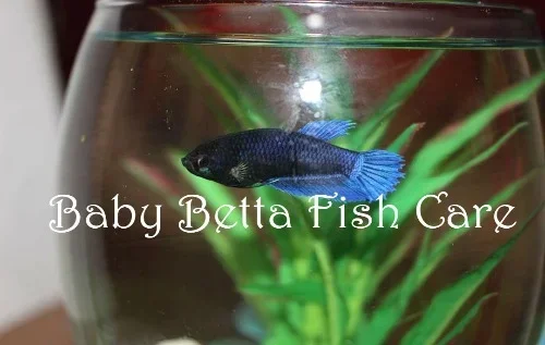 How to Take Care Betta Fish Baby