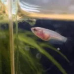 How to Take Care of a Baby Betta Fish