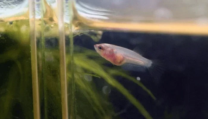 How to Take Care of a Baby Betta Fish