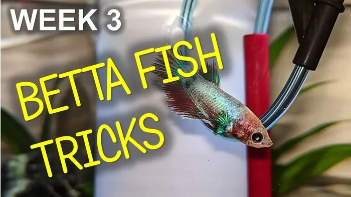 How to Train a Baby Betta Fish