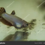 How to Take Care of a Baby Girl Betta Fish