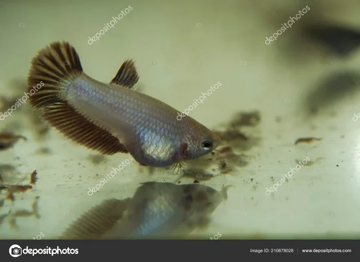 How to Take Care of a Baby Girl Betta Fish